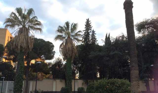 Bari sta perdendo le sue palme: Il punteruolo rosso non d scampo